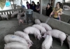 Tổ hợp chăn nuôi lợn liên kết do chị Dung làm tổ trưởng đang phát huy hiệu quả kinh tế cao