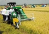 Nghị định của Chính phủ về quản lý, sử dụng đất trồng lúa