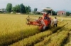 Xã Thuận Lộc: Năng suất lúa hè thu đạt trên 60 tạ/ha
