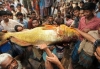 Con cá hanh vàng khổng lồ có giá 800 triệu đồng