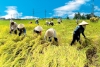 Thị trường nông nghiệp năm 2012: Nhiều thách thức
