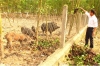 Mô hình trang trại tổng hợp 20 ha (cá - lúa - gia súc, gia cầm) của đoàn viên Nguyễn Duy Hoàng ở xã Thạch Kênh (Thạch Hà) có doanh thu hàng trăm triệu đồng/năm