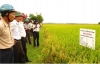 Can Lộc đánh giá kết quả triển khai mô hình cánh đồng mẫu vụ đông xuân