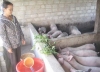 “Bão giá” tàn phá nghề nuôi lợn