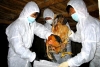 Chủ động phòng chống dịch cúm A (H7N9)