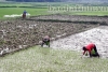 Thiếu nước, gần 200 ha đất lúa nguy cơ bỏ hoang!
