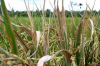 Bộ Nông nghiệp & PTNT chỉ đạo phòng chống bệnh bạc lá lúa