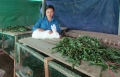 Người dân xã Hương Điền vui mừng vì đàn thỏ phát triển, phù hợp với điều kiện của địa phương