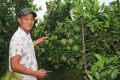 Làm giàu không khó: Thu lãi 1 tỷ mỗi năm từ trồng cam sành