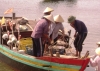 Ngư dân Cẩm Nhượng đối diện với nhiều khó khăn