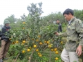 Khu vườn mẩu trồng cam và chanh cho thu nhập trên 250 triệu đồng của gia đình anh Nguyễn Đình Ngọc – Thôn Quang Thành