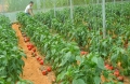 Hướng dẫn kỹ thuật trồng ớt cay