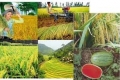 NHNN cho vay thí điểm phát triển nông nghiệp với 28 doanh nghiệp