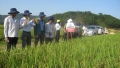 Vũ Quang: Khảo nghiệm thành công giống lúa lai PHB71