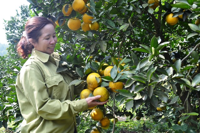 Ứng dụng Tiến bộ kỹ thuật xây dựng mô hình sản xuất giống và trồng một số cây ăn quả chất lượng cao theo hướng VIETGAP tại Hà Tĩnh