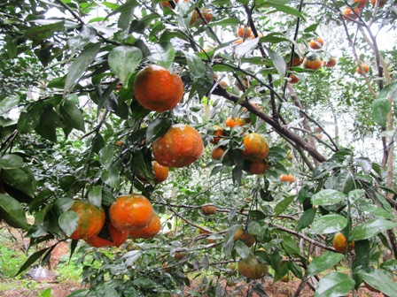 Cam bù cây ăn quả đặc sản ở Hương Sơn