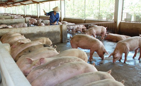 Đề án phát triển chăn nuôi lợn trên địa bàn tỉnh Hà Tĩnh giai đoạn 2011 - 2015, định hướng đến năm 2020