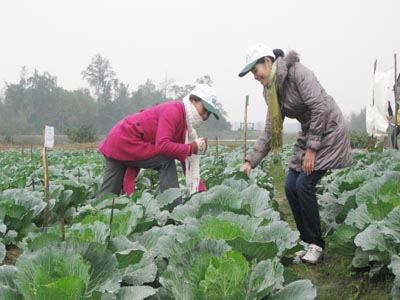 Kiểm tra sự phát triển của rau an toàn tại xã Thạch Môn.