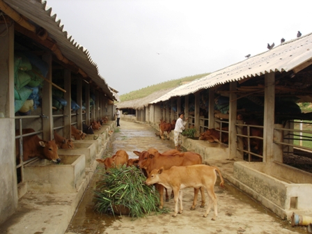 Hương Sơn: Chú trọng phát triển chăn nuôi gia súc theo hướng hàng hóa.