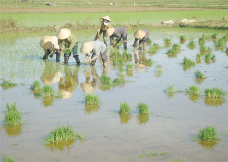 Đức Thọ: Quy hoạch vùng sản xuất lúa chất lượng cao 540 ha