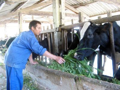 Bảo hiểm tối đa cho một con bò sữa là 35 triệu đồng Ảnh: Phạm Anh.