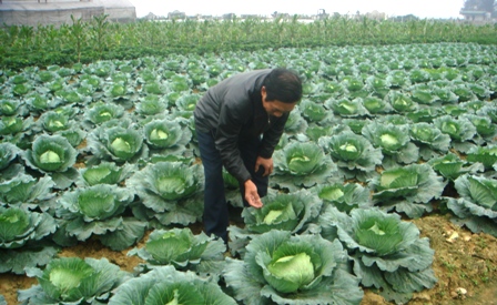 Mô hình trồng bắp cải tại xã Thạch Kênh