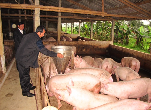 Đàn lợn 800 con của anh Nguyễn Tất Trường chuản bị xuất chuồng.
