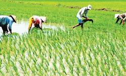 Hạn chế thấp nhất việc chuyển đất chuyên trồng lúa nước sang mục đích khác