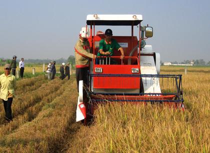 Trình diễn máy gặt đập liên hợp tại huyện Châu Thành (Kiên Giang).