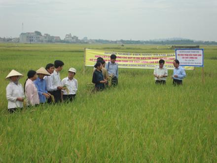 Nông dân tham gia mô hình trình diễn sử dụng giống lúa chất lượng cao BiO404.
