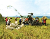 Nông dân được hỗ trợ sản xuất lúa hàng năm