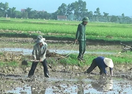 Can Lộc: Tập trung sản xuất Hè Thu 2012
