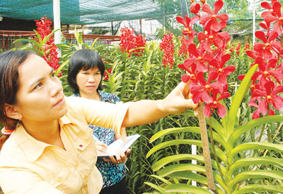 Người dân quận Bình Tân, TPHCM đang thực tập cách lai tạo giống lan quý. Ảnh: THANH TÂM