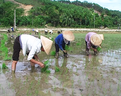 Xã Hương Minh: Gieo cấy 36 ha lúa hè thu