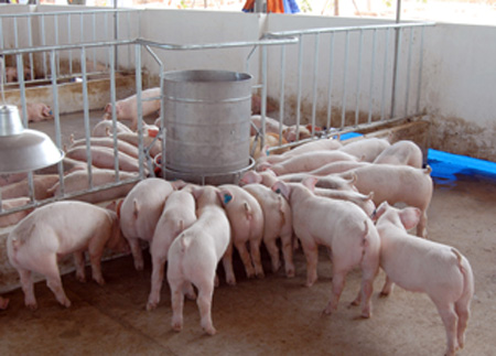 Mô hình chăn nuôi lợn của gia đình anh Nguyễn Tiến Oánh