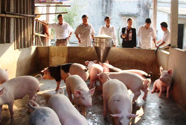 Lãnh đạo LĐLĐ tỉnh thăm mô hình chăn nuôi lợn liên kết với doanh nghiệp, quy mô 50 con/lứa của hộ ông Lê Thành Dung, thôn Tân Văn