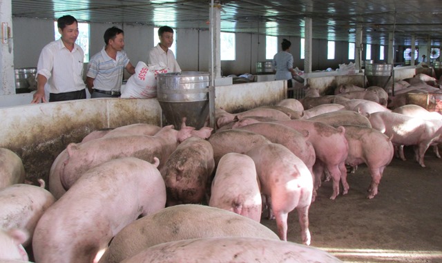 Mô hình chăn nuôi lợn quy mô 600 con lợn/lứa của CCB Nguyễn Tiến Mạnh