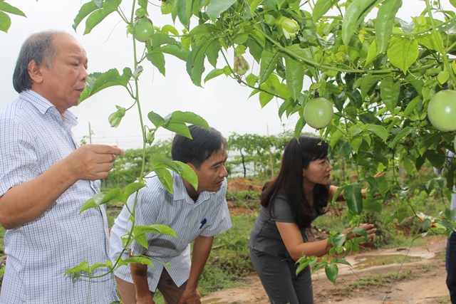 Chanh leo tại xã Đức Hương, huyện Vũ Quang bắt đầu cho thu hoạch