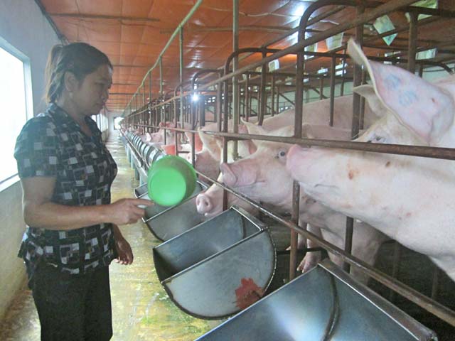 Bà Trần Thị Nhường chăm sóc lợn con ở khu chuồng riêng. Ảnh: H.V