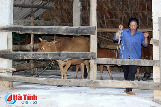Xuất hiện dịch lở mồm long móng trên trâu bò ở Hương Khê