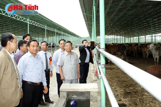 Công ty Bình Hà thả bò Dự án chăn nuôi bò giống và bò thịt tại Hà Tĩnh