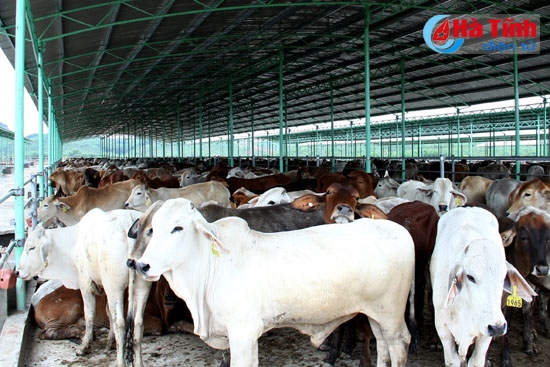 Công ty Bình Hà thả bò Dự án chăn nuôi bò giống và bò thịt tại Hà Tĩnh