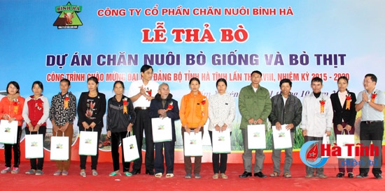 Công ty Bình Hà thả bò Dự án chăn nuôi bò giống và bò thịt tại Hà Tĩnh