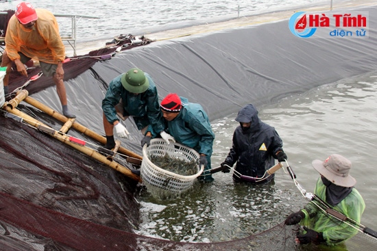 HTX Nuôi trồng thủy sản Xuân Thành tạo việc làm thường xuyên cho 24 lao động với mức thu nhập 5 triệu đồng/người/tháng.