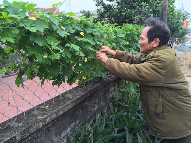 Mặc dù tuổi cao sức yếu nhưng ông Phạm Phiệt ở Thôn Thuận Sơn vẫn tích cực XD hàng rào xanh