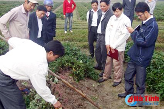 Hỗ trợ an ninh lương thực bằng cây có củ tại Hà Tĩnh