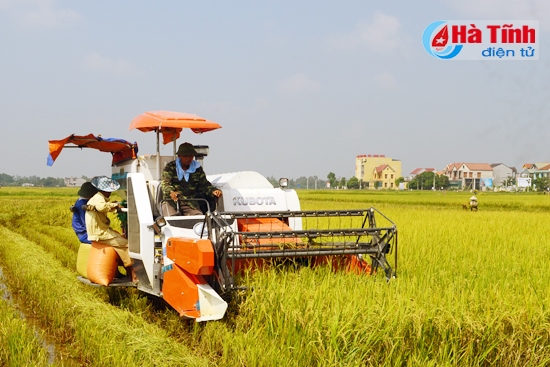 Mở rộng cánh đồng lớn, nông nghiệp Hà Tĩnh đang có những bước đi vững chắc theo hướng sản xuất hàng hóa.