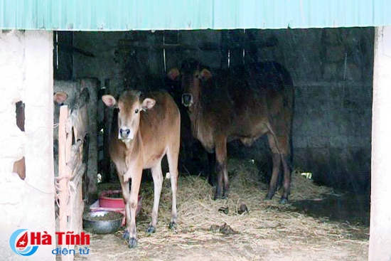 Dịch lở mồm long móng xuất hiện trên đàn gia súc của 5 hộ dân thôn Phú Long, xã Kỳ Phú