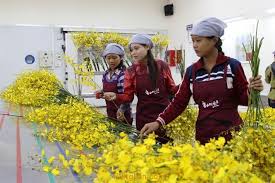Trồng hoa lan theo công nghệ Nhật Bản