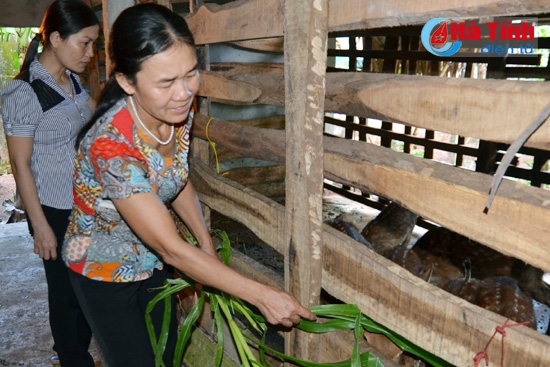 Chị Chu Thị Hạnh, vừa là Chủ tịch Hội LHPN xã Cẩm Hưng, vừa là chủ mô hình nuôi hươu cho hiệu quả kinh tế cao.